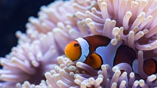 Clownfish in an anemone