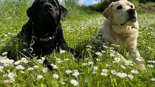 Two Labradors lying next to each other in a meadow