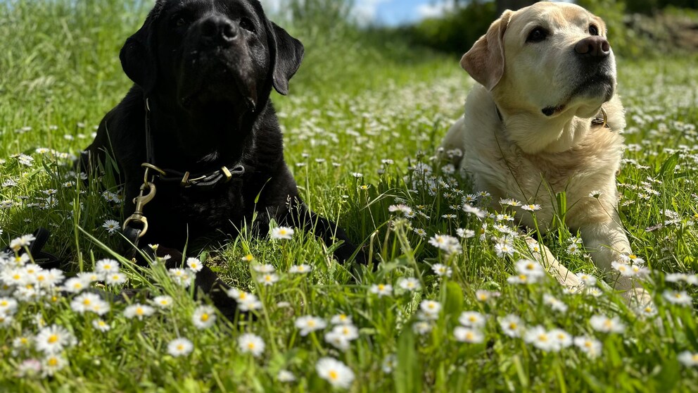 Two Labradors lying next to each other in a meadow