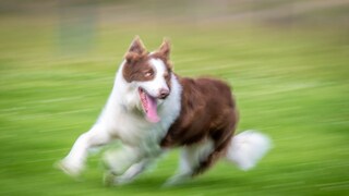 A border collie runs across a field.