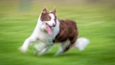 A border collie runs across a field.