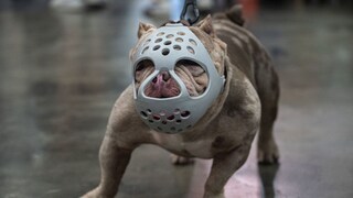 In the USA, a man was sentenced to almost 500 years in prison for dog fighting (symbolic image)
