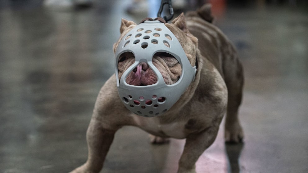 In the USA, a man was sentenced to almost 500 years in prison for dog fighting (symbolic image)
