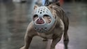 In the USA, a man was sentenced to almost 500 years in prison for dog fighting (symbolic image)
