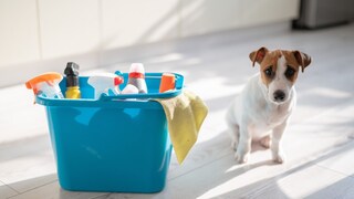 Dog next to bucket of household cleaners
