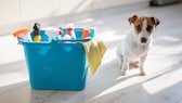 Dog next to bucket of household cleaners