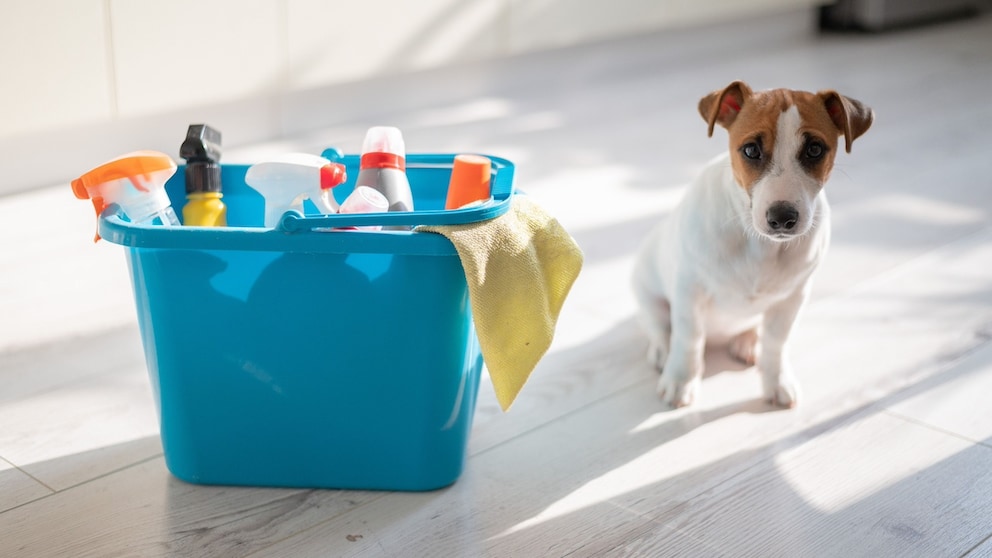 Dog next to bucket of household cleaners