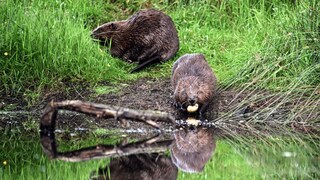 In the Czech Republic, beavers lent a helping hand to the local authorities