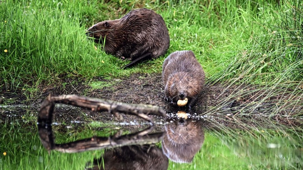 In the Czech Republic, beavers lent a helping hand to the local authorities