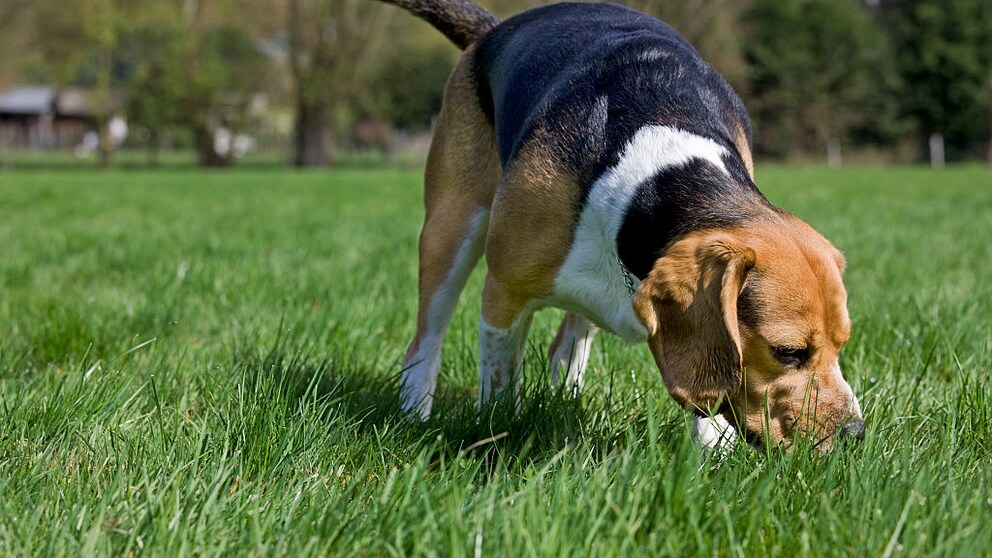A dog's nose is extremely powerful - much more sensitive than that of a human. But how far can dogs smell their owners?