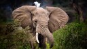 An elephant with a bird on its head
