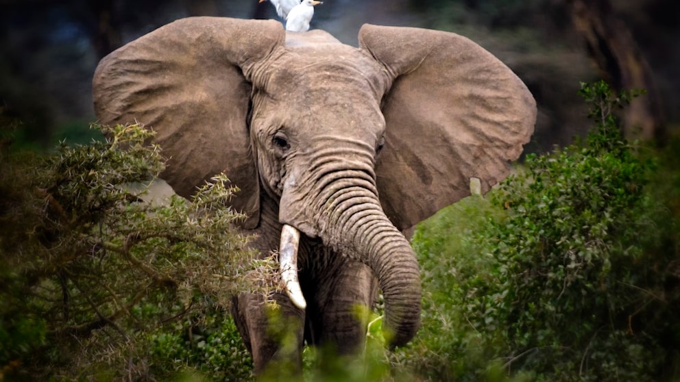 An elephant with a bird on its head