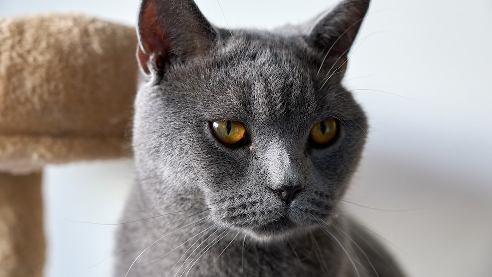 Close-up of a gray British Shorthair cat