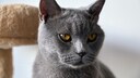Close-up of a gray British Shorthair cat