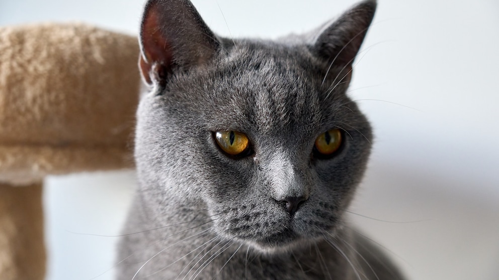 Close-up of a gray British Shorthair cat