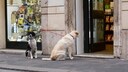 Two dogs sitting tied up in front of a store