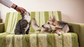 Dog envious
