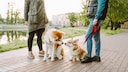 One dog blinks at another