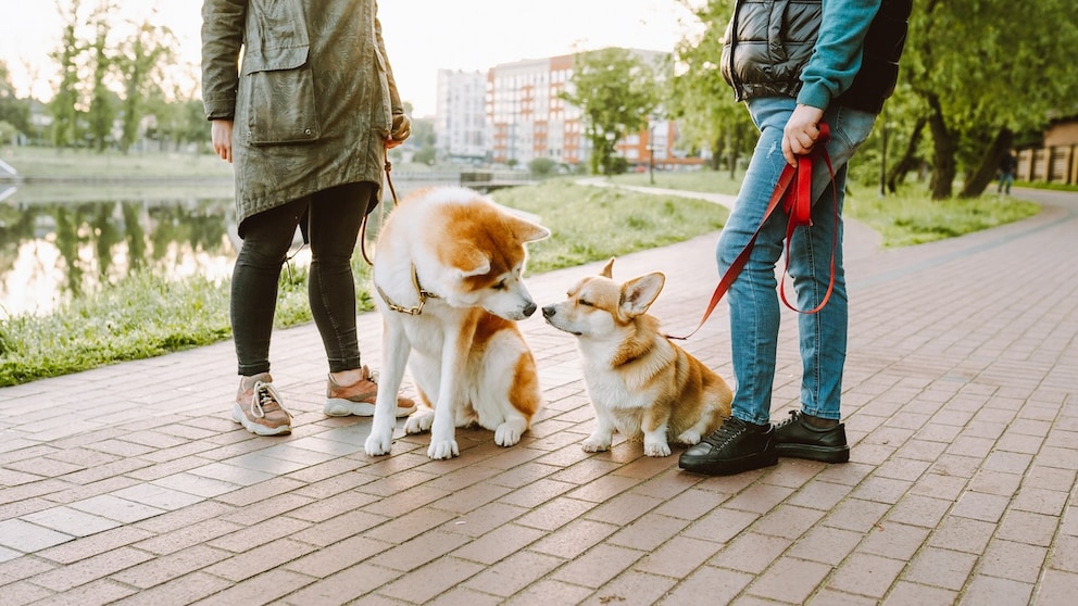 One dog blinks at another