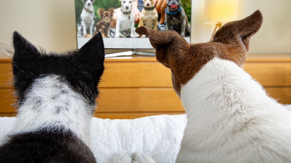Watching TV with dogs
