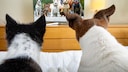 Watching TV with dogs