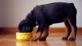 Dog eats from a yellow bowl