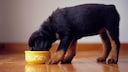 Dog eats from a yellow bowl