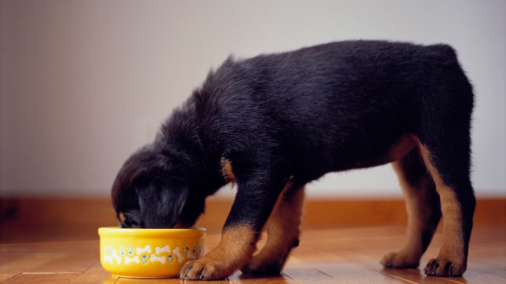 Dog eats from a yellow bowl