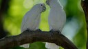 Two Goffin's cockatoos on a branch