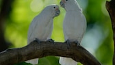 Two Goffin's cockatoos on a branch