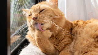 Cat does not produce hairballs