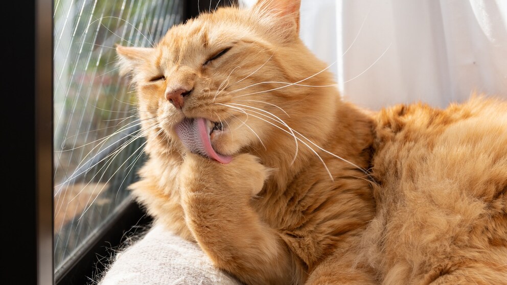 Cat does not produce hairballs