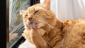 Cat does not produce hairballs