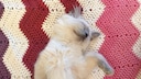 Ragdoll kitten lies on its back, showing its belly