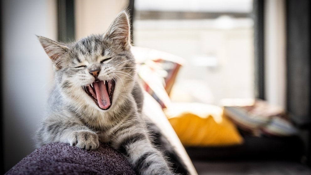 Kitten yawning