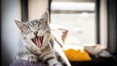 Kitten yawning