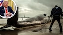 Donald Trump fights against wind turbines and claims that wind turbines are the reason for whale strandings. Experts consider these claims to be humbug