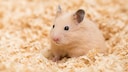 Hamster wet tail disease