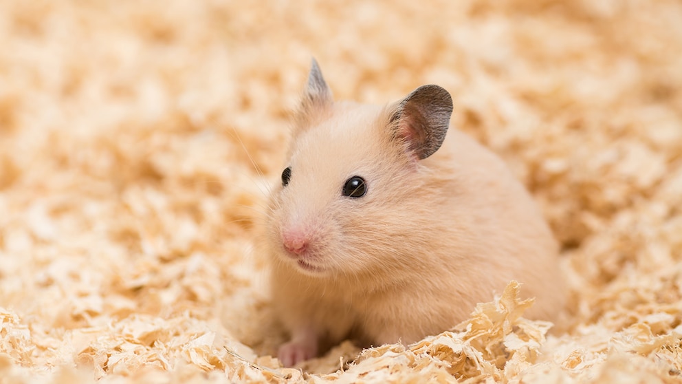 Hamster wet tail disease