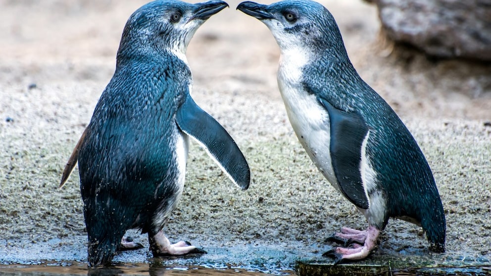 Two little blue penguins stand opposite each other and look at each other