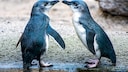 Two little blue penguins stand opposite each other and look at each other