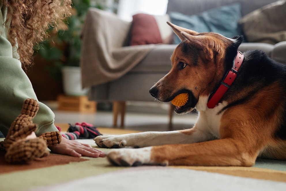 Resource Defense in Dogs - Correct Handling & Training