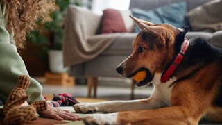 Dog has ball in mouth and is offered other resources