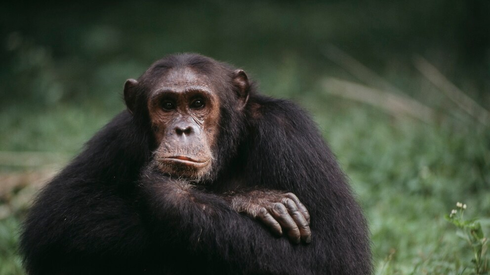 A sad chimpanzee sits pensively on the floor