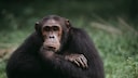 A sad chimpanzee sits pensively on the floor