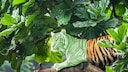 Tiger on a branch with foliage in the background, half colored green