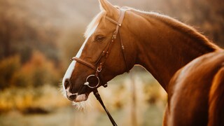 Warmblood chestnut mare in the autumn backlight, a sport horse with a brown, light brown bridle, viewed from over the hindquarters
