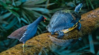 A bird and a turtle on a branch