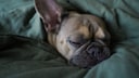 Why dogs snore