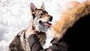 A wolf-like dog grins at a human